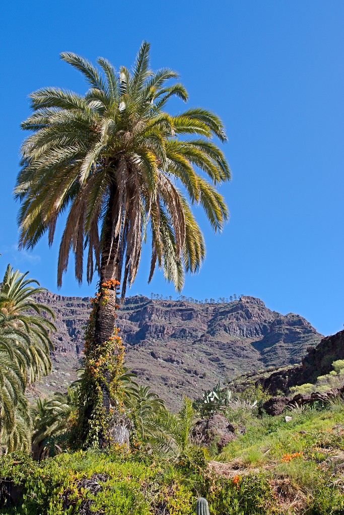 gran canaria spanje Degollada de las Yeguas eiland canarische Eilanden las palmas maspalomas puerto de mogan strand Fuente de Los Azulejos Aguimes la Aldea las nieves tenerife teror